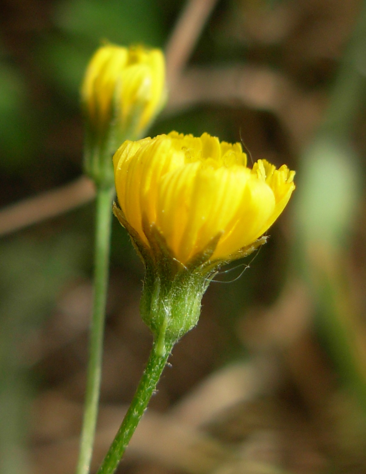 Crepis neglecta subsp. neglecta / Radicchiella minore